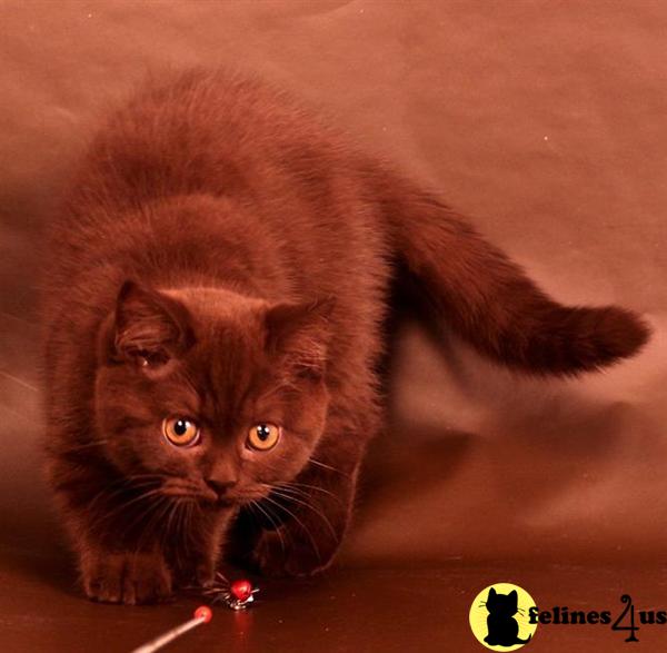 BritishRoyalCats.com Picture 1